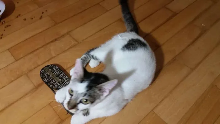 Gato ra a srd idade 2 a 6 meses nome Jade
