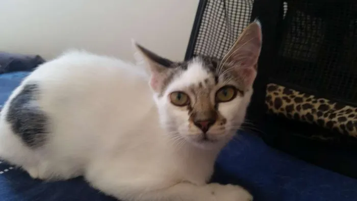 Gato ra a srd idade 2 a 6 meses nome Jade
