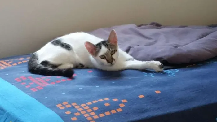 Gato ra a srd idade 2 a 6 meses nome Jade