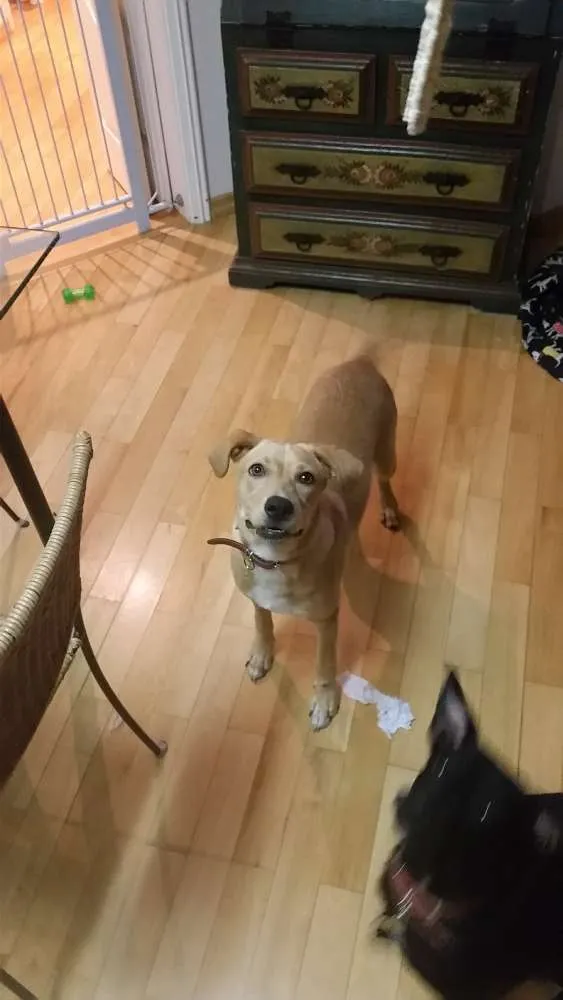 Cachorro ra a srd idade 7 a 11 meses nome caramelo