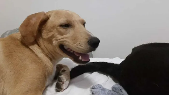 Cachorro ra a srd idade 7 a 11 meses nome caramelo