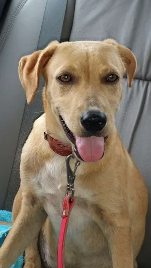 Cachorro raça srd idade 7 a 11 meses nome caramelo