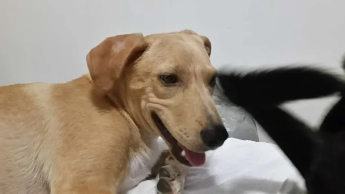 Cachorro ra a srd idade 7 a 11 meses nome caramelo