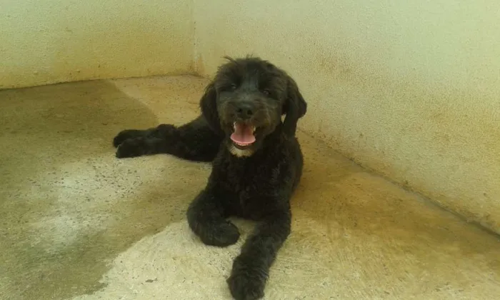 Cachorro raça vira lata idade 2 a 6 meses nome Paçoquinha