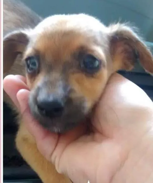 Cachorro ra a Nao definida idade Abaixo de 2 meses nome Sem nome