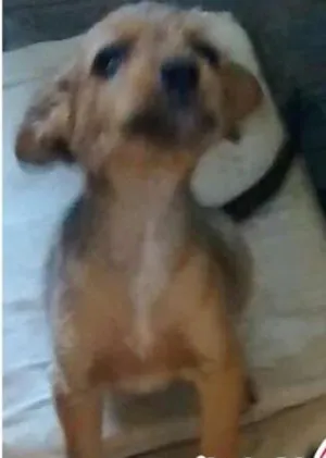 Cachorro raça Nao definida idade Abaixo de 2 meses nome Sem nome