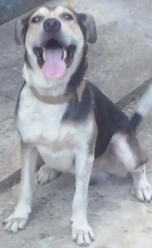 Cachorro raça mestiço idade 2 anos nome boby