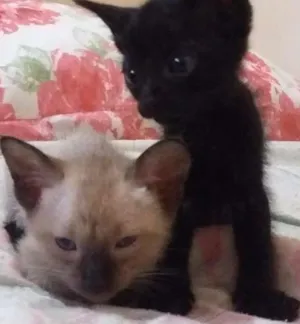 Gato raça  idade Abaixo de 2 meses nome gatinhos
