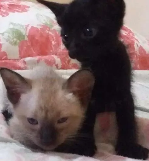 Gato ra a  idade Abaixo de 2 meses nome gatinhos