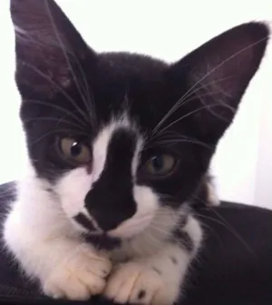 Gato raça SRD idade 2 a 6 meses nome COLIN