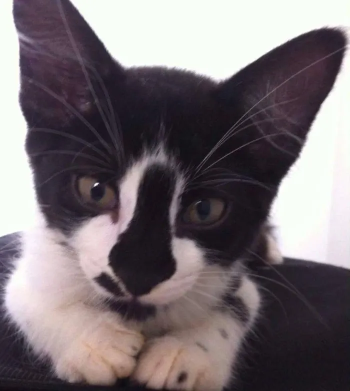 Gato ra a SRD idade 2 a 6 meses nome COLIN