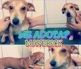Maverick