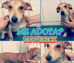 Cachorro raça Indefinido idade 2 a 6 meses nome Maverick