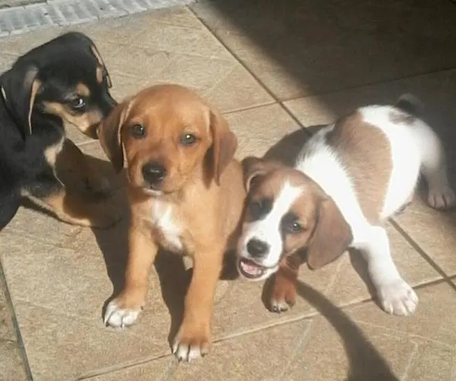 Cachorro ra a Sem raça definida . idade Abaixo de 2 meses nome Estão sem nome ainda.