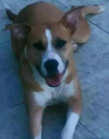 Cachorro ra a SRD idade 2 anos nome Buba 