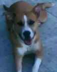 Buba