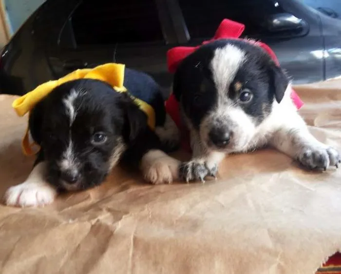 Cachorro ra a VIRALATA idade Abaixo de 2 meses nome SEM NOME