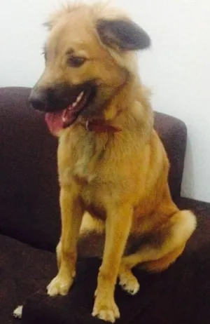 Cachorro raça Nenhuma idade 7 a 11 meses nome Heitor