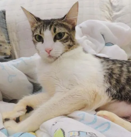 Gato ra a SRD idade 2 anos nome Amelie