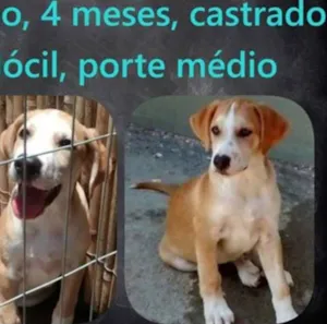 Cachorro raça SRD idade 2 a 6 meses nome Bob