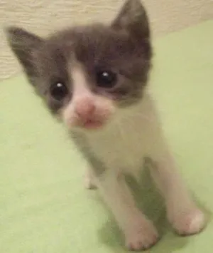 Gato raça sem raca idade Abaixo de 2 meses nome sem nome