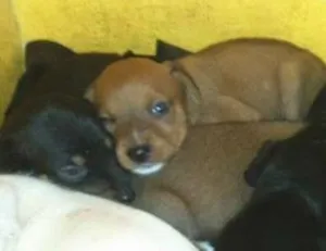 Cachorro raça SRD idade Abaixo de 2 meses nome Sem nome