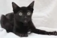 Petita