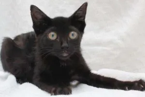 Gato raça SRD idade 2 a 6 meses nome Petita