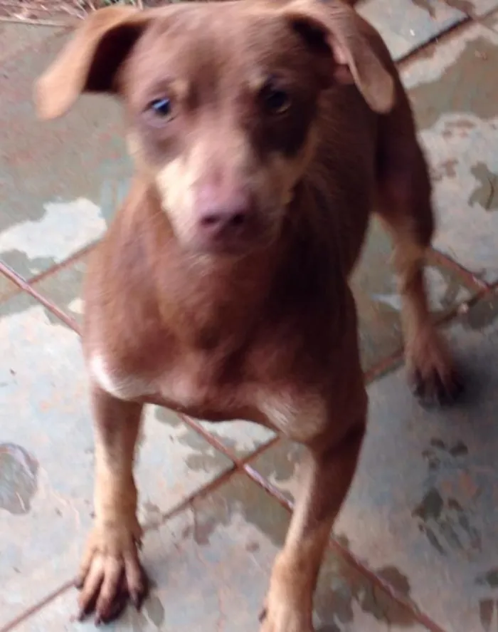 Cachorro ra a Vira-lata  idade 7 a 11 meses nome Caramelo 