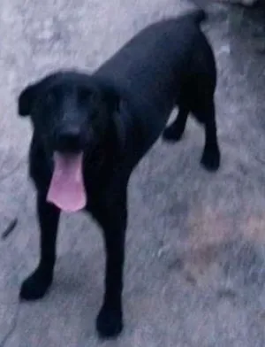 Cachorro raça Labrador idade 2 anos nome chacal