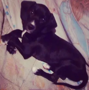 Cachorro raça Vira-lata  idade 2 a 6 meses nome Amy