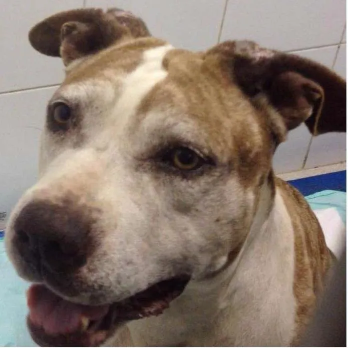 Cachorro ra a Pit-Bull idade 3 anos nome Pit