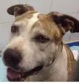 Bolinha