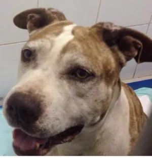 Cachorro raça Pit-Bull idade 3 anos nome Bolinha