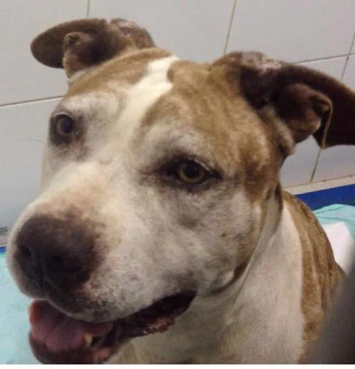Cachorro ra a Pit-Bull idade 3 anos nome Bolinha