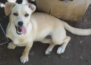 Cachorro raça Indefinida idade 2 a 6 meses nome Belinha (a bege) e 