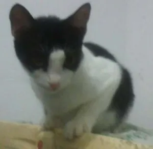 Gato raça  idade 7 a 11 meses nome Gatos