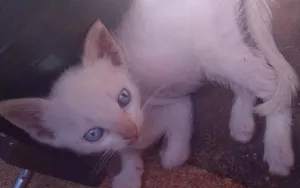 Gato raça  idade 2 a 6 meses nome Snow