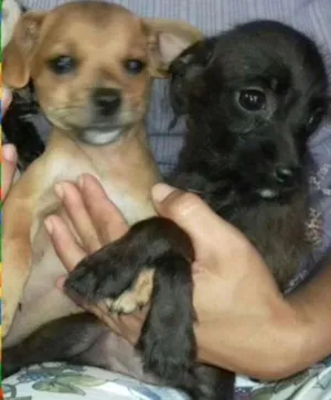 Cachorro raça SRD idade  nome Filhotes