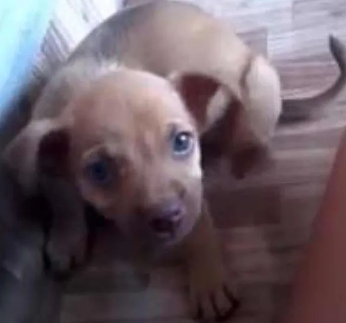 Cachorro ra a vira-lata idade 2 a 6 meses nome fredy