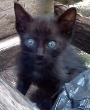 Gato raça SRD idade Abaixo de 2 meses nome Filhote