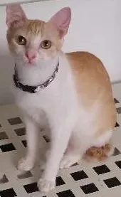 Gato raça srd idade 1 ano nome Luna