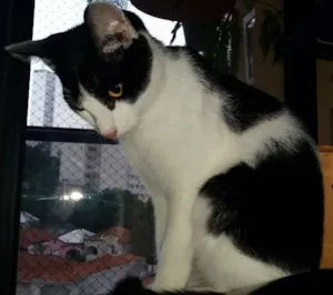 Gato raça srd idade 2 a 6 meses nome Félix 