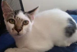 Gato raça srd idade 2 a 6 meses nome Jade