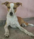 Pituca
