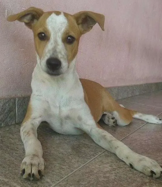 Cachorro ra a Viralata idade 2 a 6 meses nome Pituca