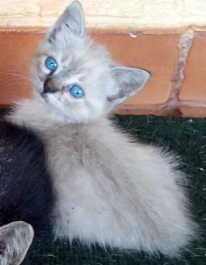 Gato raça vira lata idade 2 a 6 meses nome mimi