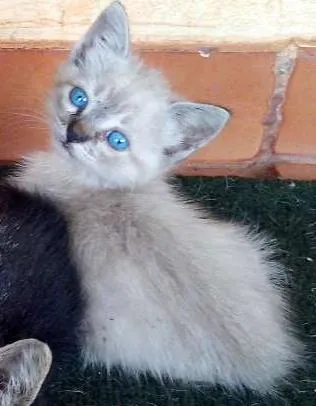 Gato ra a vira lata idade 2 a 6 meses nome mimi