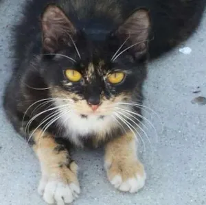 Gato raça não sabemos idade 1 ano nome Sem nome