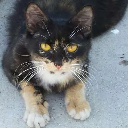 Gato ra a não sabemos idade 1 ano nome Sem nome